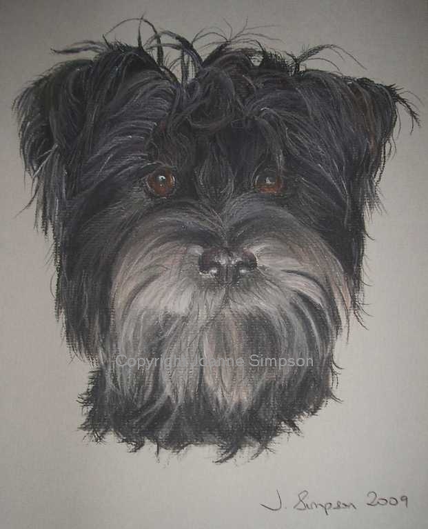 Cairn Terrier portrait by Joanne Simpson